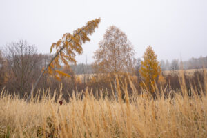 Chvalkovice mýtina