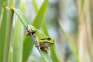 Rosnička zelená (Hyla arborea) v rákosí