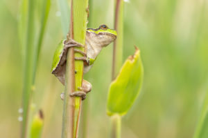 Rosnička zelená (Hyla arborea) v rákosí