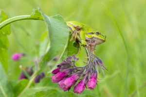 Rosnička zelená (Hyla arborea) a Kostival lékařský (Symphytum officinale)