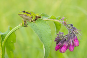 Rosnička zelená (Hyla arborea) a Kostival lékařský (Symphytum officinale)