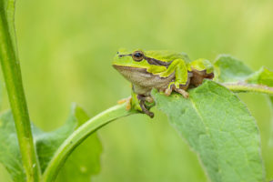 Rosnička zelená (Hyla arborea)