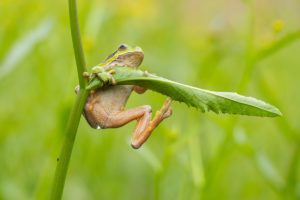 Rosnička zelená (Hyla arborea) se drží listu vodní rostliny