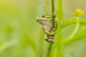 Rosnička zelená (Hyla arborea) se drží stonku vodní rostliny