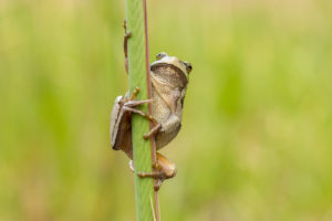 Rosnička zelená (Hyla arborea)