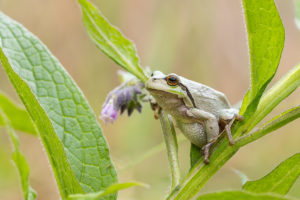 Rosnička zelená (Hyla arborea) připravená ke skoku