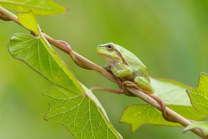 Rosnička zelená (Hyla arborea) v přirozeném prostředí