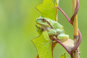 Rosnička zelená (Hyla arborea) v přirozeném prostředí