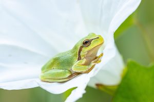 Rosnička zelená (Hyla arborea) v květu