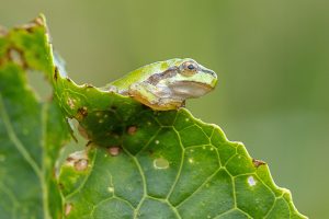 Rosnička zelená (Hyla arborea) na listu