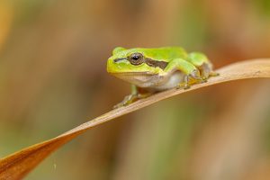 Rosnička zelená (Hyla arborea) na listu rákosu