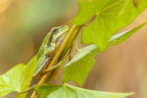 Rosnička zelená (Hyla arborea) v přirozeném prostředí