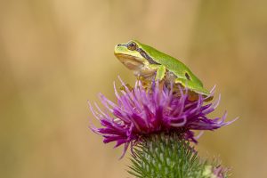 Rosnička zelená (Hyla arborea) na květu bodláku