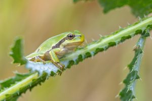 Rosnička zelená (Hyla arborea) na bodláku