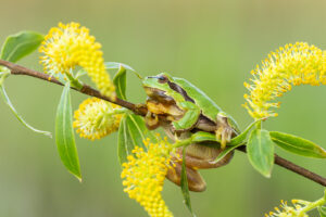 Rosnička zelená (Hyla arborea) na kvetoucí větvi vrby