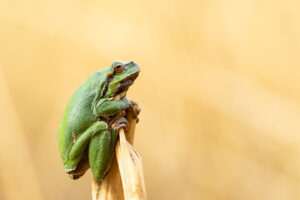 Rosnička zelená (Hyla arborea) na stéble rákosu