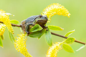 Rosnička zelená (Hyla arborea) na kvetoucí větvi vrby