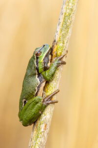 Rosnička zelená (Hyla arborea) na stéble rákosu