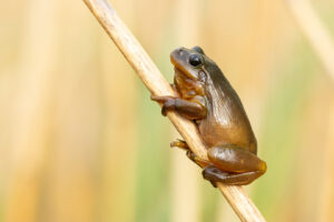 Rosnička zelená (Hyla arborea) na stéble rákosu