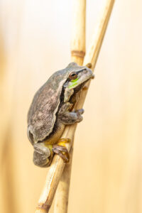 Rosnička zelená (Hyla arborea) na stéble rákosu