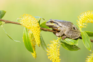 Rosnička zelená (Hyla arborea) na kvetoucí větvi vrby