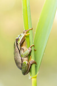 Rosnička zelená (Hyla arborea) na rákosu