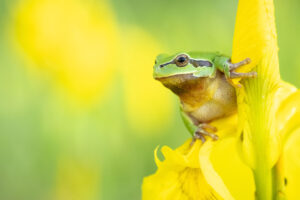 Rosnička zelená (Hyla arborea) na květu kosatce