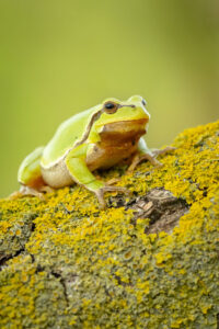 Rosnička zelená (Hyla arborea) na větvi obalené lišejníkem