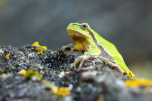 Rosnička zelená (Hyla arborea) na stromě