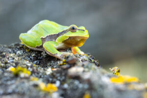 Rosnička zelená (Hyla arborea) na stromě