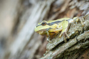 Rosnička zelená (Hyla arborea) na stromě