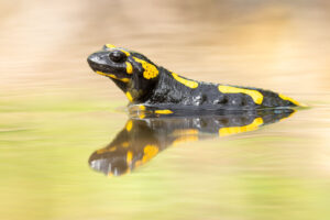 Mlok skvrnitý (Salamandra salamandra) ve vodě