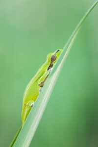 Rosnička zelená (Hyla arborea) odpočívá na listu rákosu