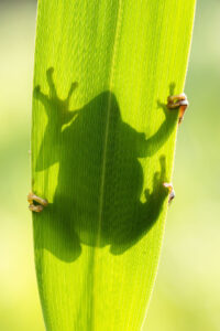 Rosnička zelená (Hyla arborea) silueta na prosvítajícím listu rákosu