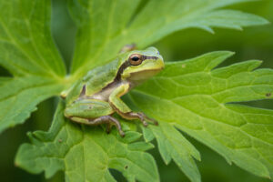 Rosnička zelená (Hyla arborea) v trávě