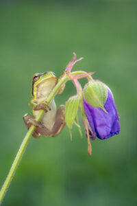 Rosnička zelená (Hyla arborea) na květu