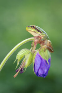 Rosnička zelená (Hyla arborea) na květu