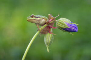 Rosnička zelená (Hyla arborea) na květu