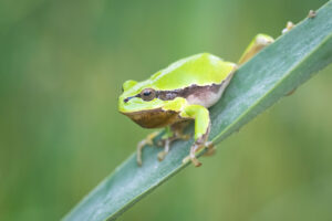 Rosnička zelená (Hyla arborea) na listu rákosu