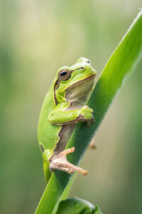 Rosnička zelená (Hyla arborea) na listu rákosu