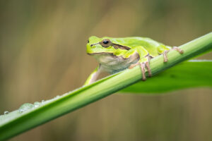 Rosnička zelená (Hyla arborea) na listu rákosu