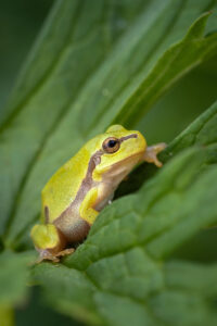 Rosnička zelená (Hyla arborea) v trávě