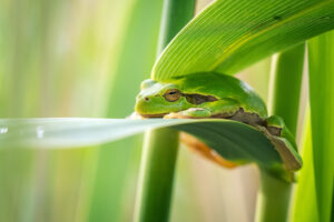 Rosnička zelená (Hyla arborea) odpočívá v rákosí za slunného dne