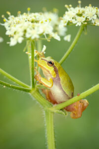 Rosnička zelená (Hyla arborea) na květu