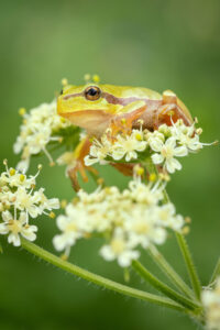 Rosnička zelená (Hyla arborea) na květu