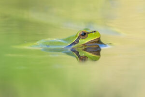 Rosnička zelená (Hyla arborea) na vodní hladině