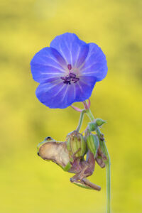 Rosnička zelená (Hyla arborea) na modré květině (kakost luční (Geranium pratense))