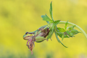 Rosnička zelená (Hyla arborea) na rostlině, připravená ke skoku