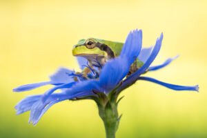 Rosnička zelená (Hyla arborea) na květu