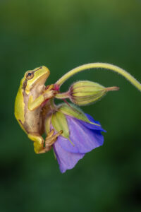 Rosnička zelená (Hyla arborea) na květu